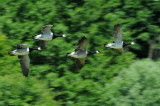 DSC_4284.jpg