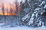 Snow Covered Trees At Dawn.jpg