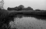 Trees and water