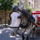 Palma Mallorca 27.JPG