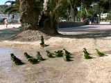 Santa Ponca Mallorca 09.JPG