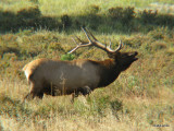 Elk in RMNP Colorado