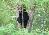 Bear in Cades Cove TN