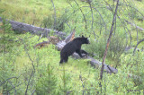 Bear Near Saskatchewan