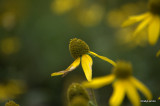 Late Summer Flowers