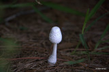 Mushroom