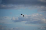 Flying against the clouds