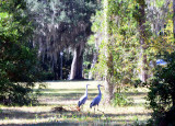 Great Blue Herons