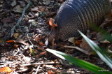 Armadillo