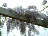More varieties of wisteria