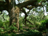 The live oaks are just huge