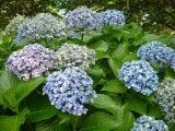 Another hydrangea