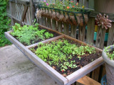 Second round for the salad table - basil, lettuce, Calif poppies, radishes