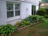 Pulled out the ferns, put in more hostas