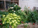 That hydrangea has just been spectacular -- camellias behind it!