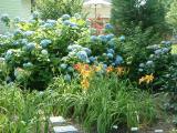VERY nice composition of blue hydrangea and yellow/orange daylily