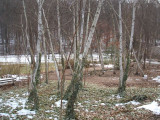 Winter wonderland at Brookside Gardens