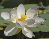 White Lotus