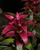 Dark Red Bromeliad