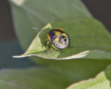 Mystery Bug