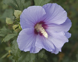 Violet Rose of Sharon