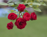 Red Rose Bouquet