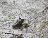 Rainy Day at  the Pond