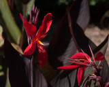 Red Canna Flower