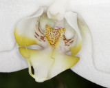 White Orchid Closeup