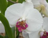 Phalaenopsis Cloud Ballet