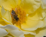 Pollen Collector