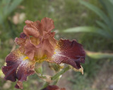 Mauve Iris