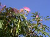 P7210278-quartersize.jpg