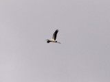 Wood Stork - Reelfoot Lake - 9-14-08 Champy Pocket, Lake Co.