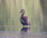 Black-bellied Whistling Duck - 9-28-08