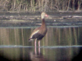 Black-bellied Whistling Duck - 10-4-08 adult