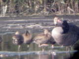 Black-bellied Whistling Ducks - 10-4-08 -