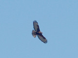 Red-tailed Hawk - 11-2-08 ad. rurfous morph Ensley