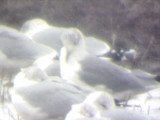 Tunica Gull - 11-30-08 - 2