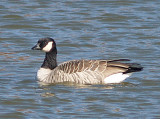 Cackling Goose - 12-2-08 Shelby Farms -