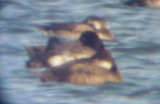 Black Scoter and Long-tailed Duck - TVA Lake 12-7-08
