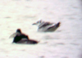 Black-legged Kittiwake - 1st winter plumage -12-8-08 Robco Lake, 