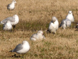 Glaucous Gull - 12-25-08 - 1st yr Shelby Farms - 