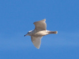 Glaucous Gull - 12-25-08 - 1st yr Shelby Farms - 