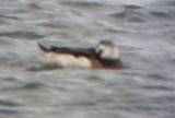 Long-tailed Duck - 12-26-08 ad. female - TVA Lake