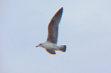 Lesser BB Gull - 1-3-08 - Tunica Dump