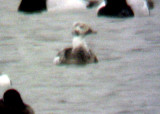 Long-tailed Duck - 1-4-09 molting male - TVA Lake