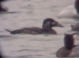 Surf Scoter - 1-4-09 immature female TVA Lake