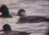 Black Scoter - 1-4-09 adult female - TVA Lake -