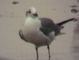 Laughing Gull - 1-4-09  Arkabutla Lake